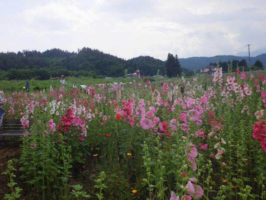 濃淡のピンク色の背の高い草花が一面に咲いている庭の写真