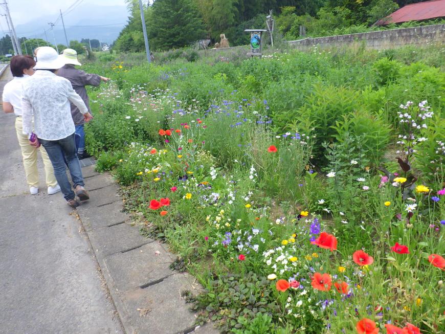 道に沿って紫や黄色、赤色などの色とりどり花が咲いている場所を数名が見学にきている写真