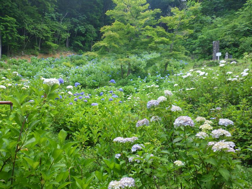 紫や白色のあじさいが一面に咲いている境内の写真