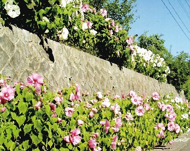 道路沿いの壁に沿って植えられたピンク色の花がたくさん咲いている写真