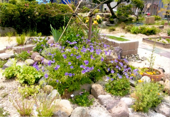 たくさんの石で区切った花壇に紫色の花が植えられている庭内の写真