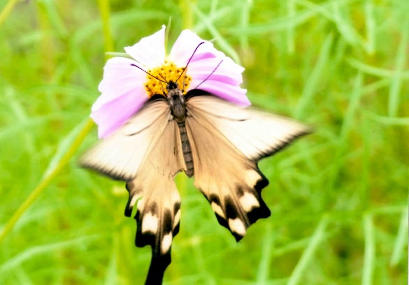 ピンク色の花に蝶がとまっている様子の写真