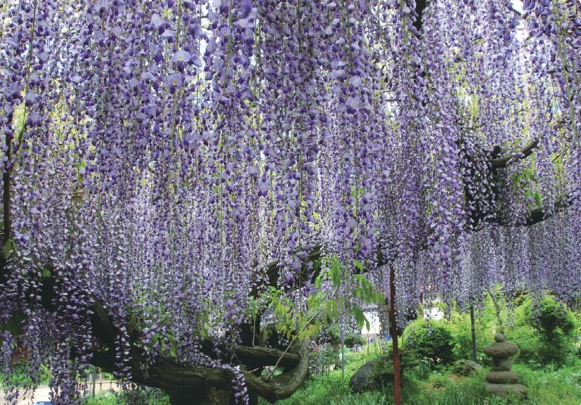 紫色の雨が降っているかのように頭上から垂れ下がっている満開の藤の花の写真