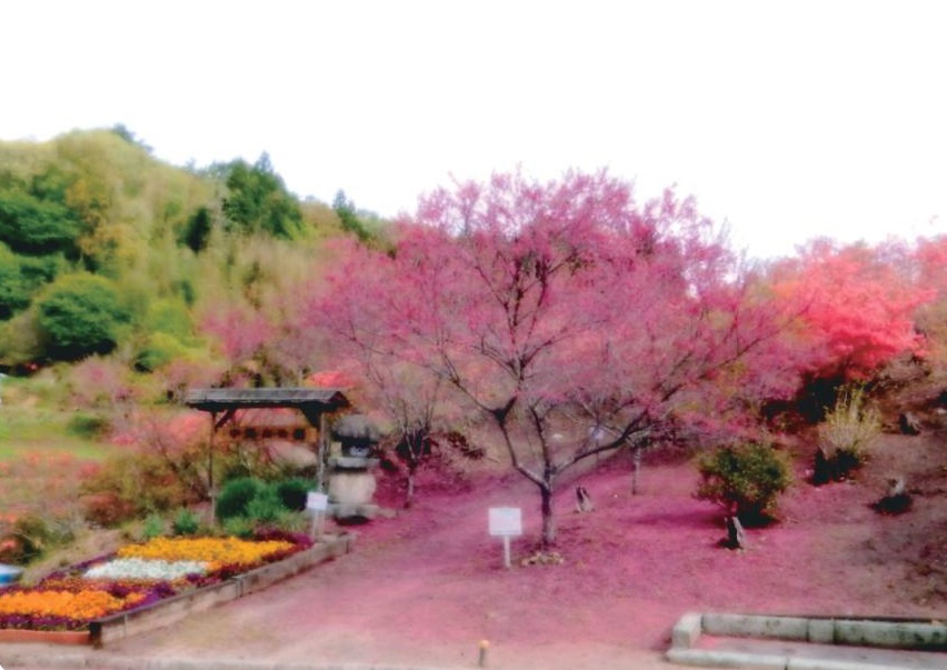 ピンク色の花を咲かせた花木の周りが落ちた花びらでピンク色に染まっている中田山公園を高いところから全体が分かるように撮影した写真
