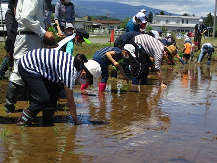 長靴と帽子を身に着けた参加者の子どもたちが横一列に並んで稲の苗を植えている写真