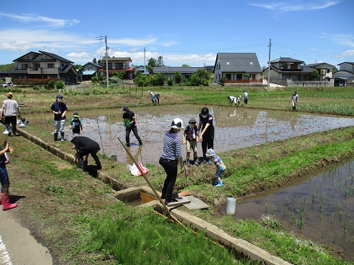 たくさんの参加者たちが田んぼ周辺にいる中、水路あたりを指さす親子の写真