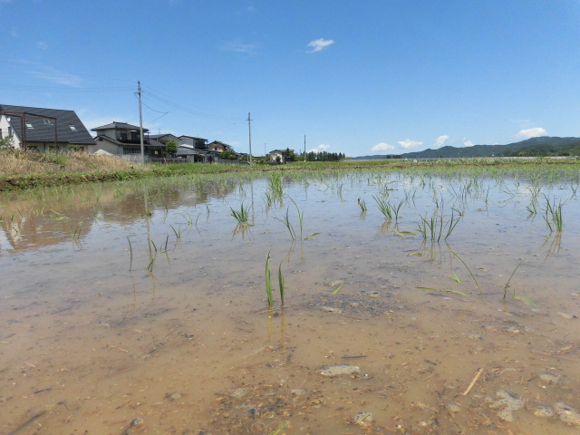水を張った田んぼに植えられた稲のアップ写真