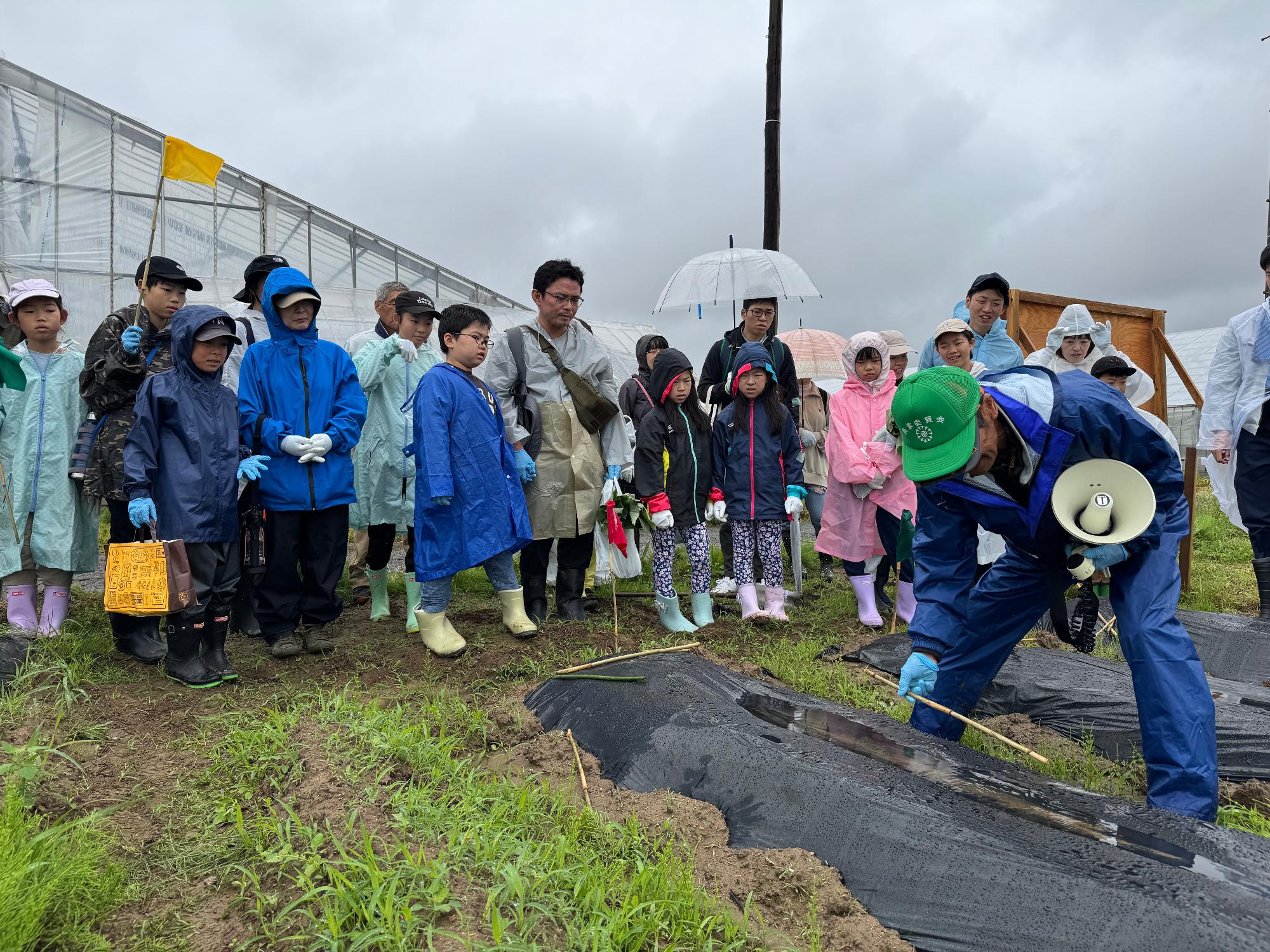 サツマイモ定植