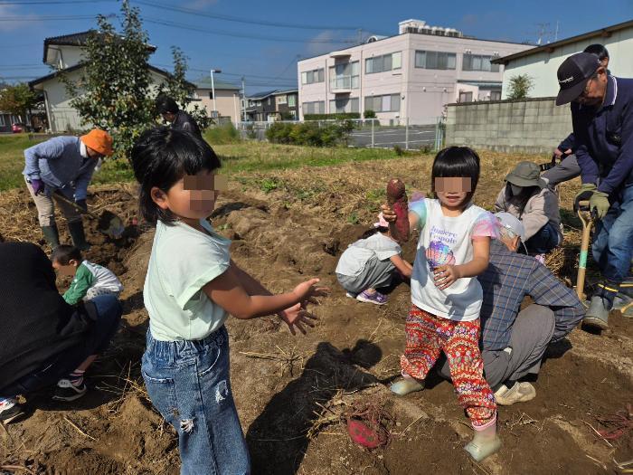さつまいも掘り