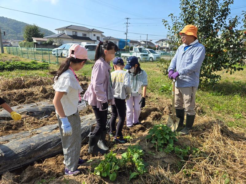 さつまいも掘り