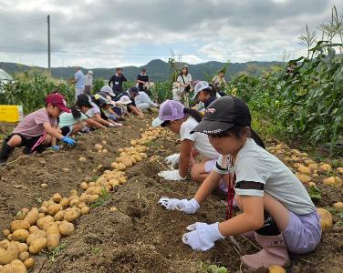 じゃがいも掘り