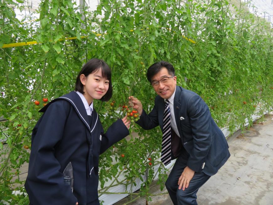 ビニールハウス内で生っている小さいトマトの実を市長と女子生徒が持っている写真