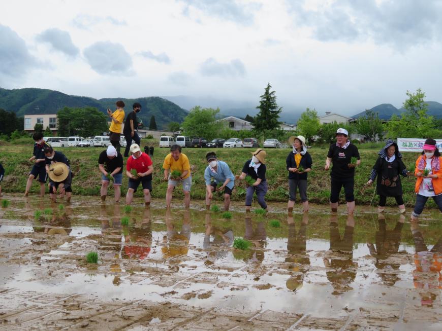 参加した人たちが、田んぼで横に並んで田植えをしている写真