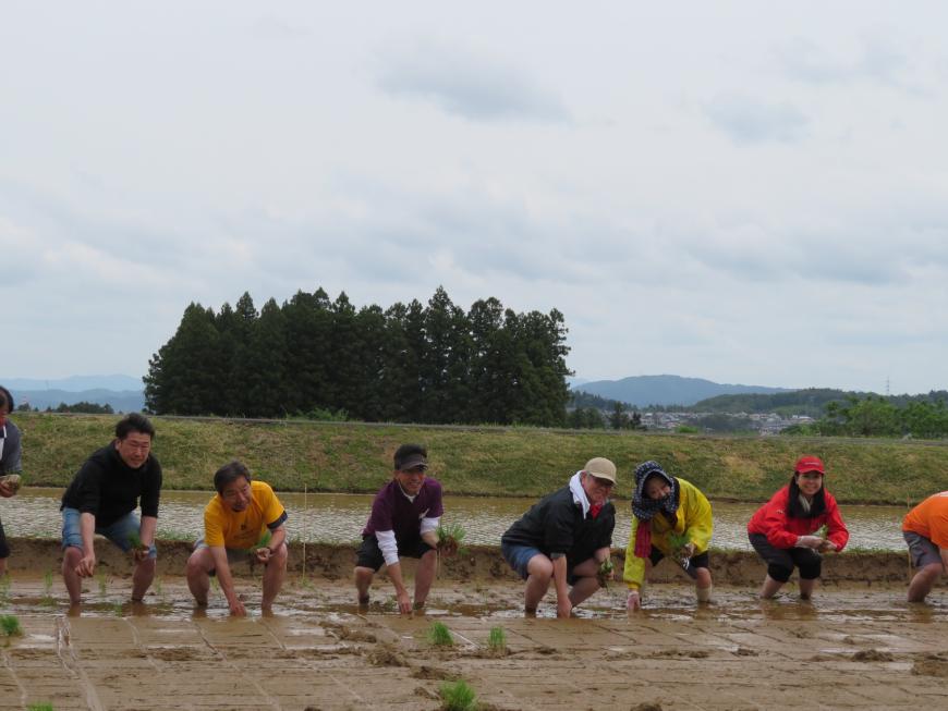 市長を含めた参加者が横一列に並んで、田植えをしている写真