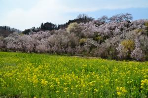 黄色い花をつけた菜の花畑が広がり、後ろに満開の桜の木々が立っている風景写真