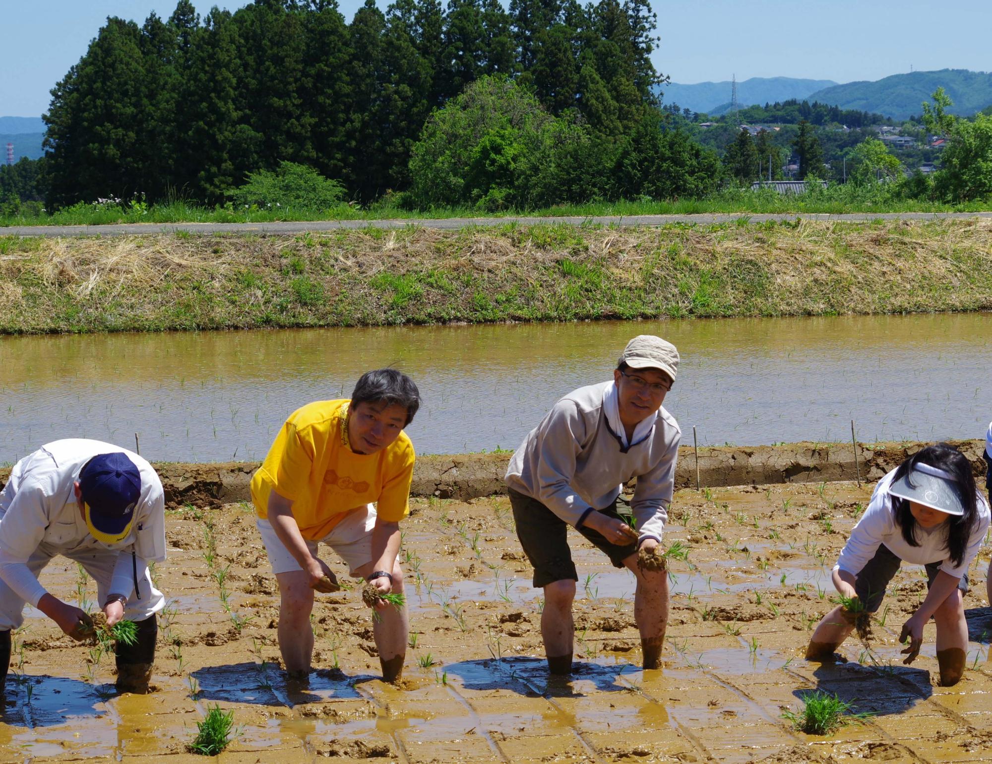 ぬかるんだ田んぼで、市長と関係者や子供達が手に苗を持ち、田植えをしている写真