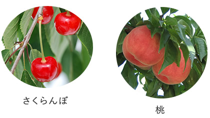 さくらんぼと桃の写真