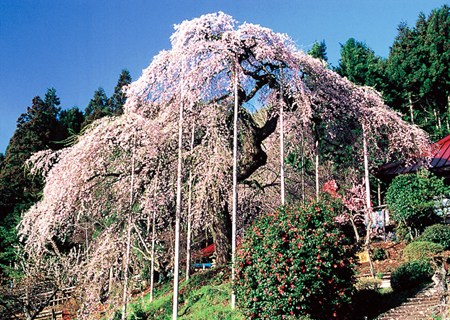 【市指定】慈徳寺の種まき桜の写真