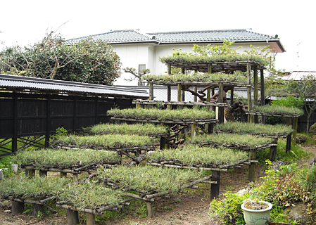 【市指定】土船の忍びの松の写真