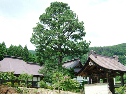 【市指定】安楽寺の大王松の写真