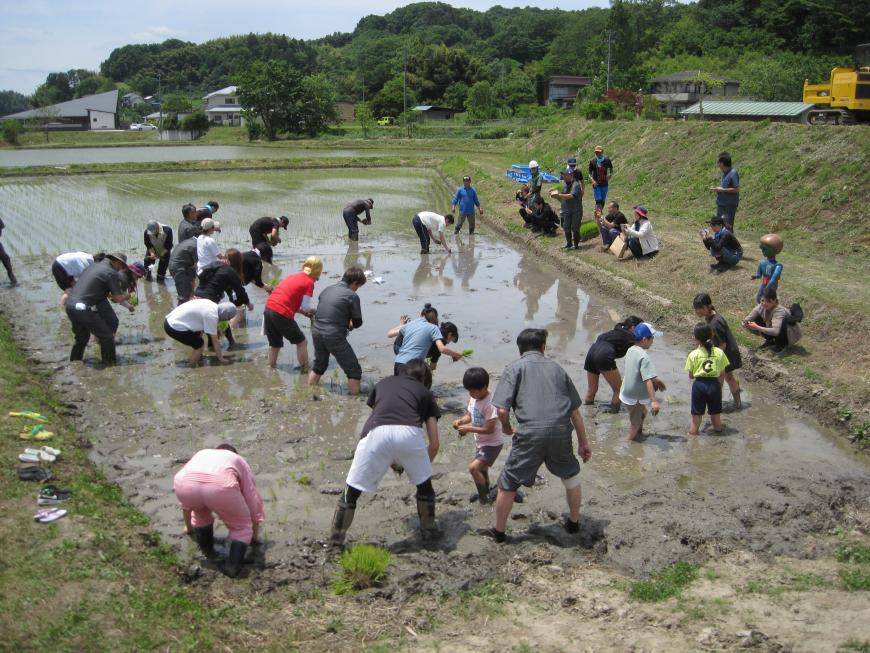 0526田植え3