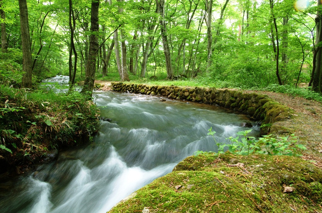 水林自然林に流れる川