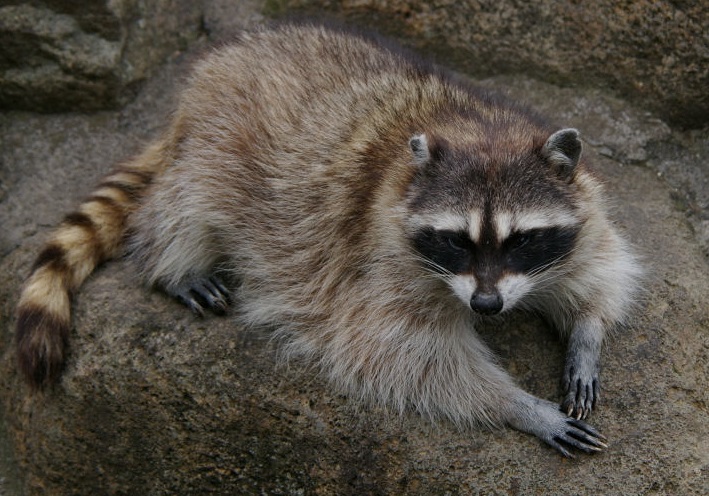 araiguma