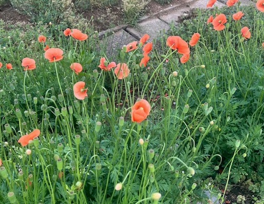 nagami