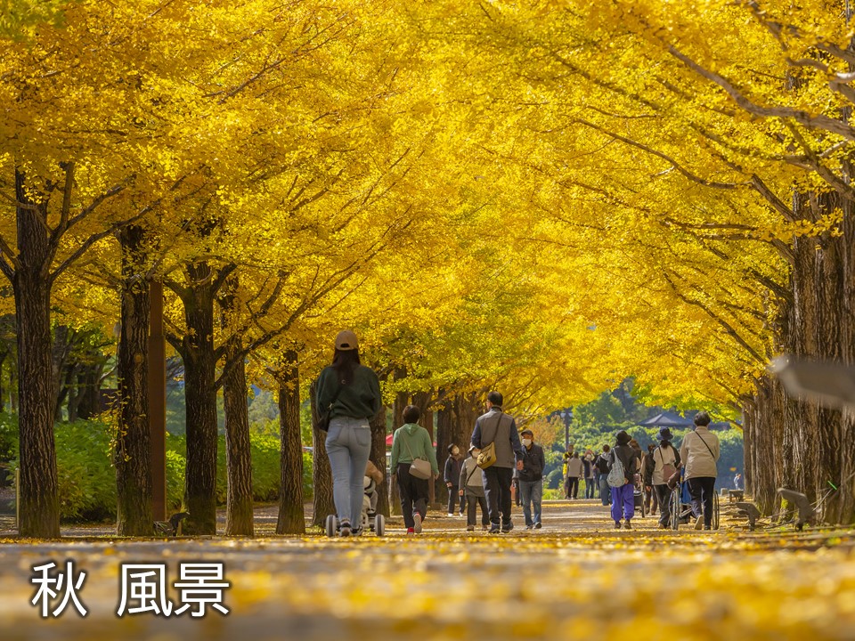 秋　風景