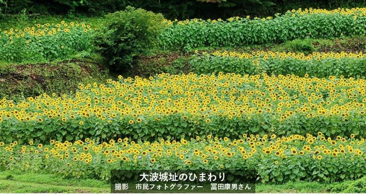 大波城址のひまわり