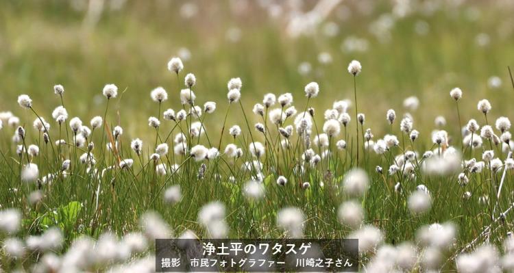 浄土平のワタスゲ