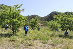 丘陵地にある広々とした芝生の公園のような場所で、青いジャンパーを着た複数の作業員が、点在する若木や東屋の周りで、草刈りなどの維持管理作業を行っている写真