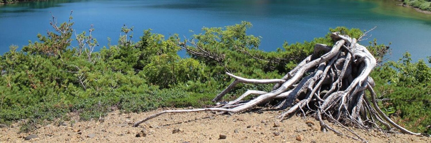 山に囲まれた湖が見える位置に、自生した松の木の根っこが残っている写真
