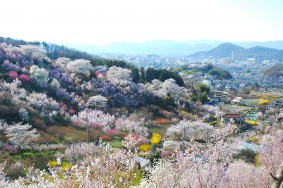 遠くに街並みが見える手前の山の斜面に白やピンク色の花が満開に咲いた春の風景の写真