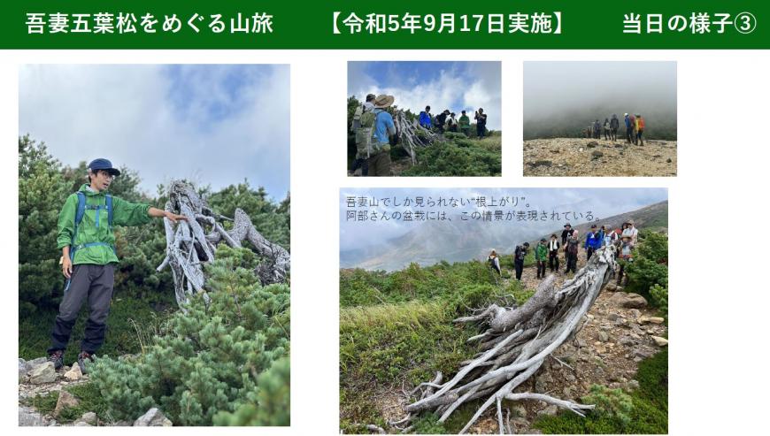 吾妻五葉松をめぐる山旅 リアルツアー4