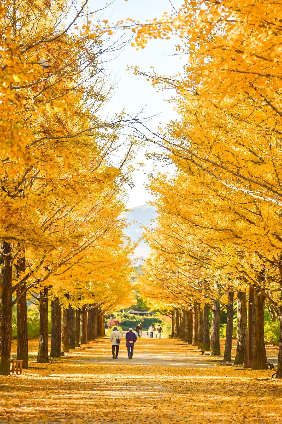 葉が黄色に染まったイチョウ並木を歩いている人の後ろ姿の写真