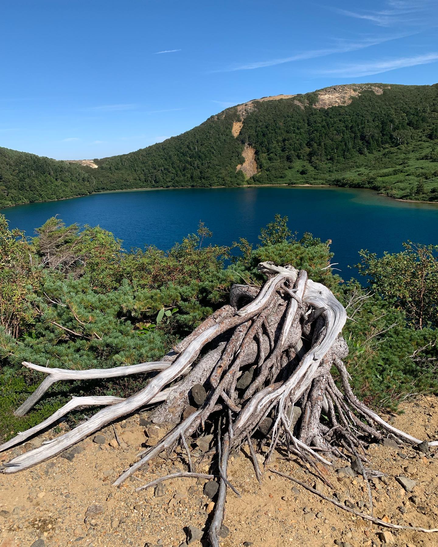 山に囲まれた湖が見える位置に、自生した松の木の根っこが残っている写真