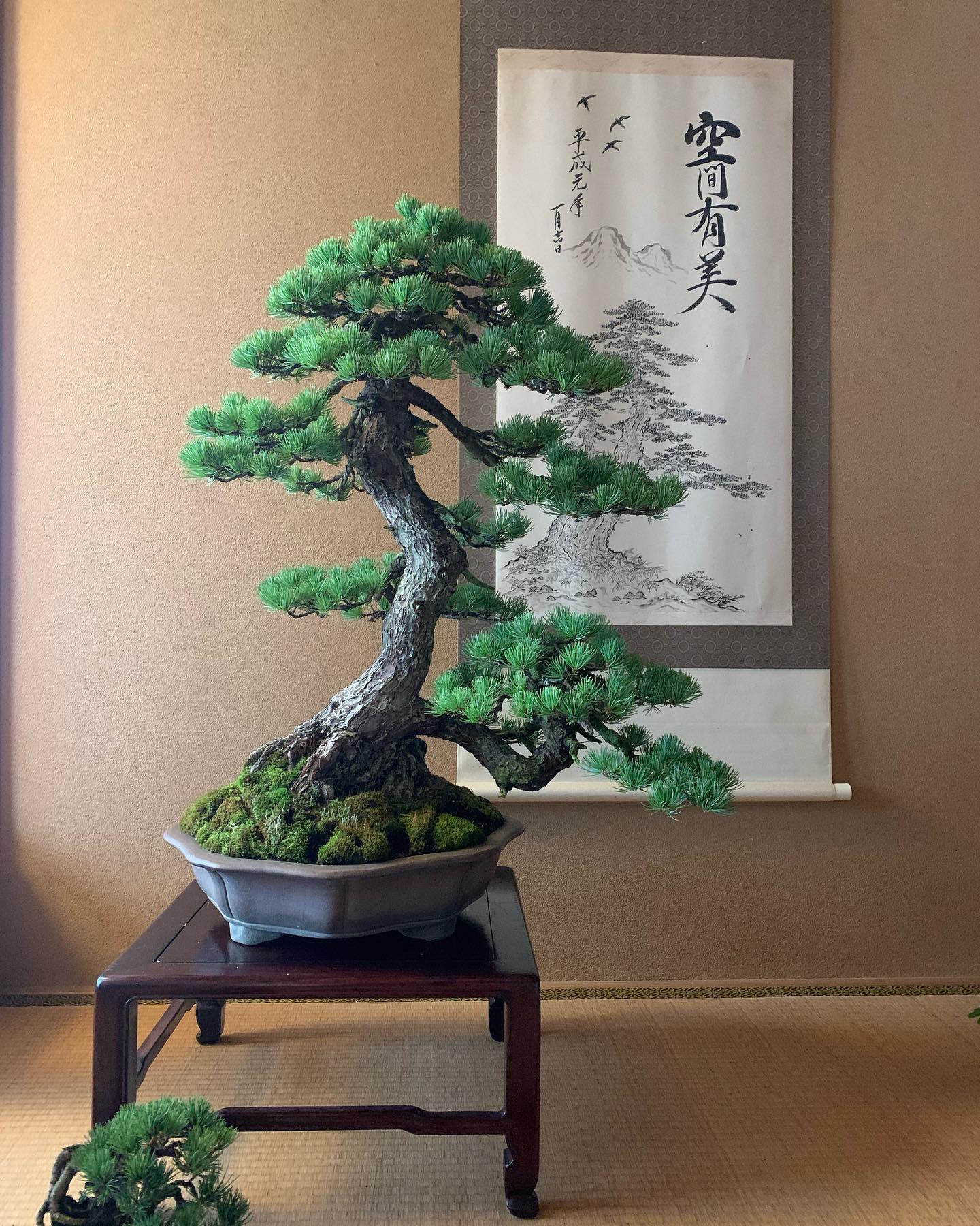 松が描かれた掛け軸の前に、立派な松の盆栽が展示されている写真