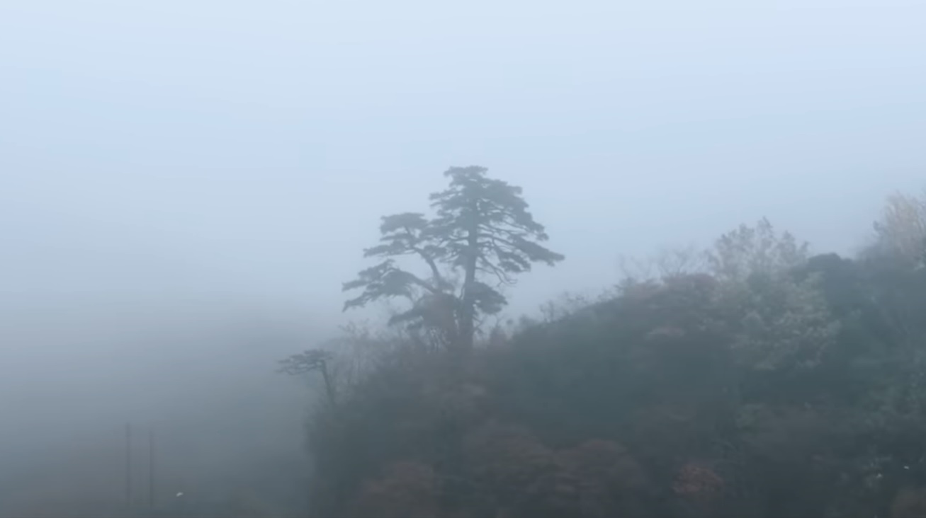 松の木が濃い霧で霞んで見える写真