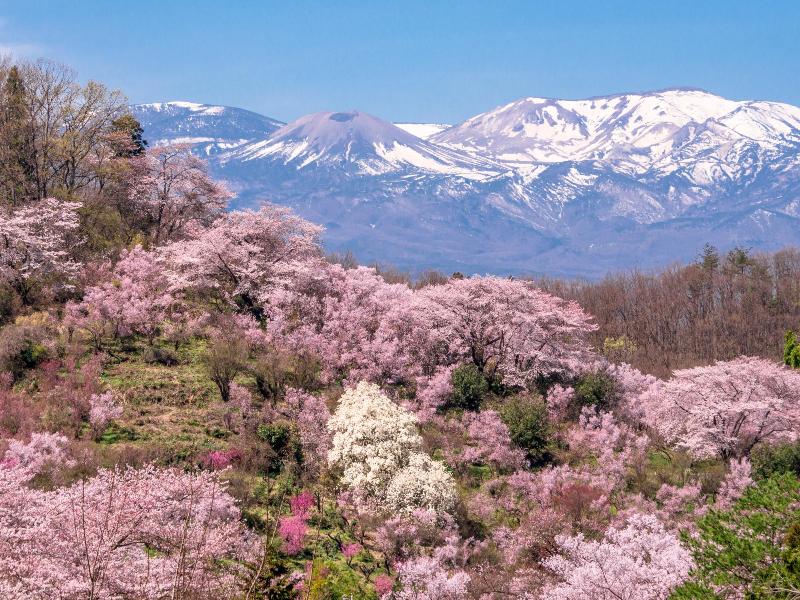 花見山と雪うさぎ