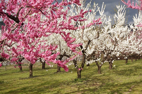 ピンク色や白色の花が満開に咲いている写真