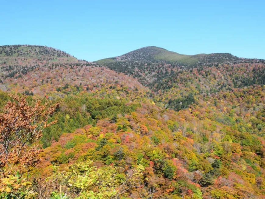 雲一つない空の下、鮮やかな黄色や赤色に色づいた木々が山肌を覆っている天風境の写真