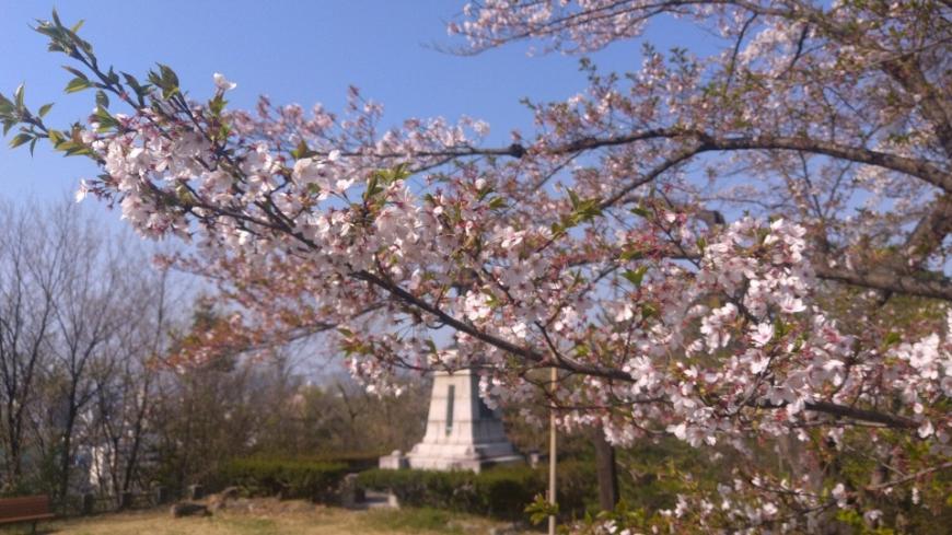 7分位に咲いている桜の花の枝を写した写真