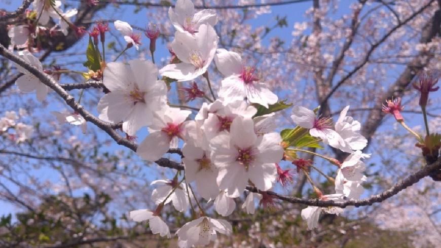 ピンク色のソメイヨシノの桜の花びらをアップで写した写真