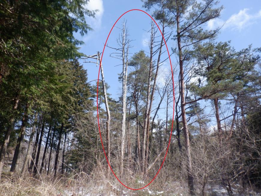 林の中にある、枯れて葉が全くなくなった木を赤い丸で示した写真