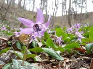 薄い紫色の花を咲かせているカタクリの写真