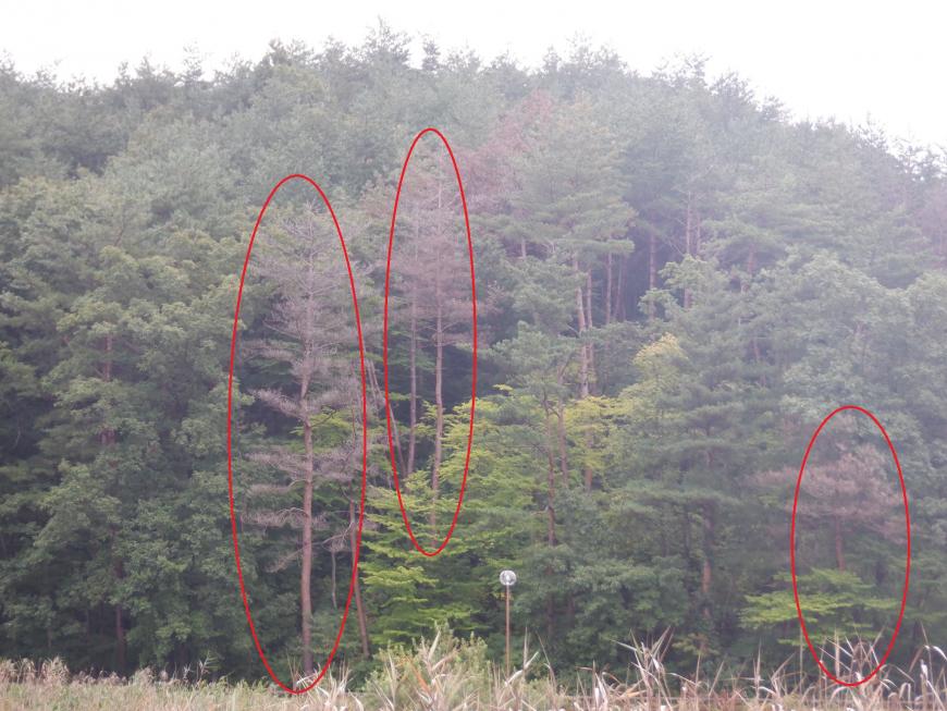 林の中にある葉が赤く枯れた松の木を赤い丸で囲み示した写真