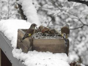 周囲は雪に覆われて白く、木の箱の中にたたずんでいる3羽のハイイロゴシキヒワの写真