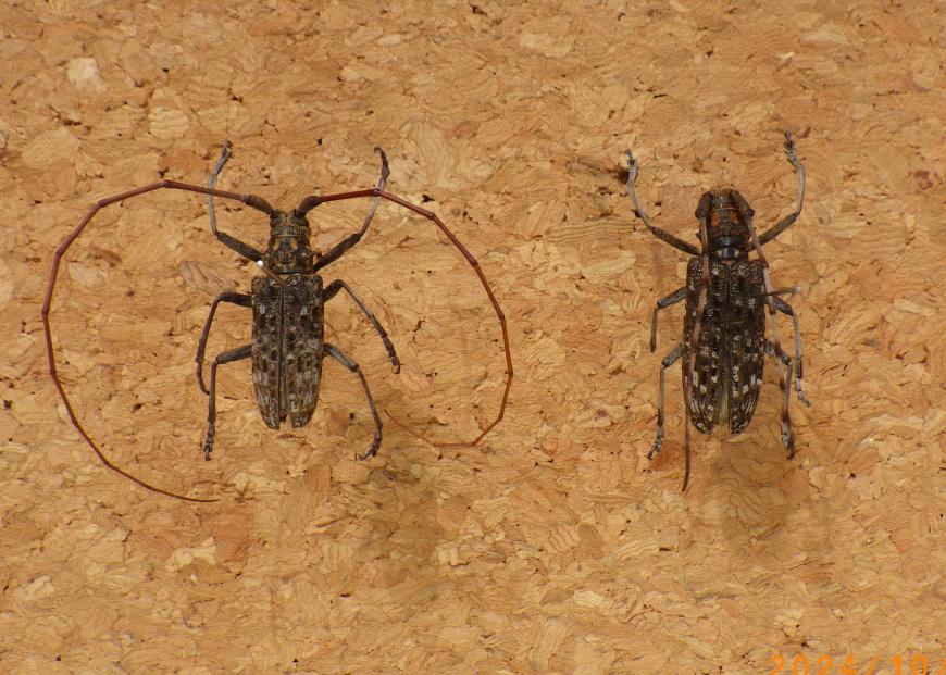 左側に体にまだら模様があり、長い触角があるオスのマツノマダラカミキリ、右側に触角が短いメスのマツノマダラカミキリの2体の標本が並んでいる写真