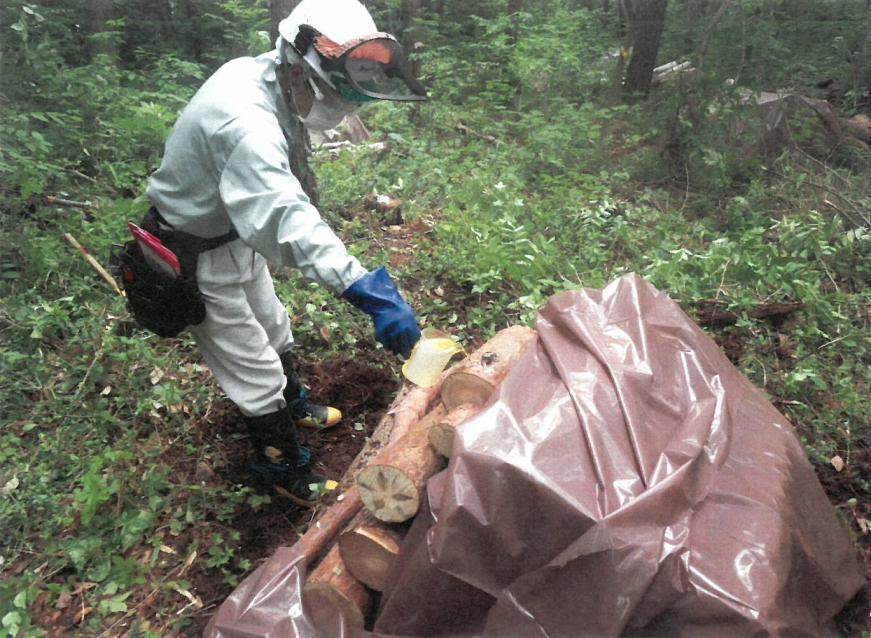 短く切られ、山積みにされた赤松を覆っている薄茶色のシートの一部をめくり、マスクやゴーグルをつけ、ゴム手袋を着用した作業服の男性がカップに入った液を赤松にかけている様子の写真